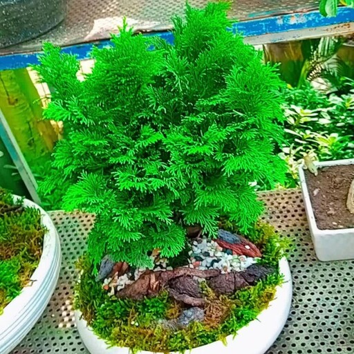 بونسای(سرو نانا)(پس کرایه)