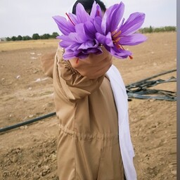پیاز زعفران درشت پکیچ کاشت در گلدان و باغچه  20عددی (پیش فروش)