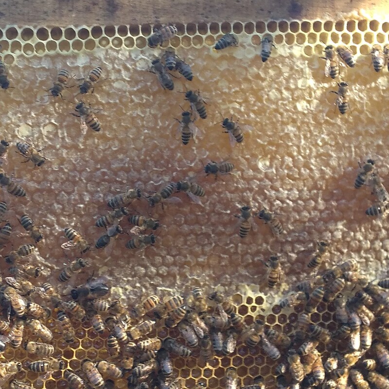 عسل بهاره موم دار  طبیعی سبلان 1 کیلویی مستقیم از زنبوردار