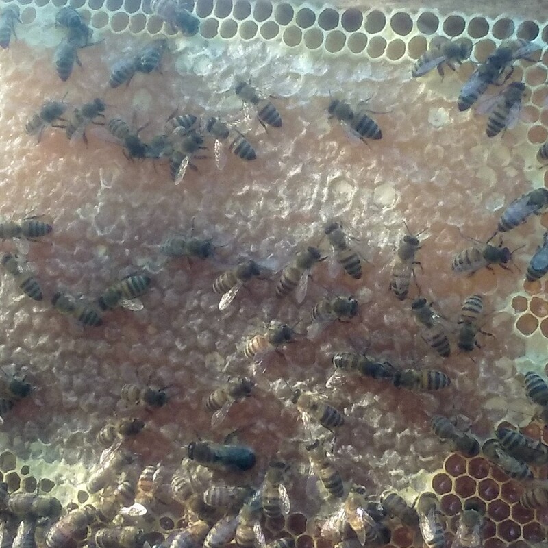 عسل بهاره موم دار  طبیعی سبلان 1 کیلویی مستقیم از زنبوردار