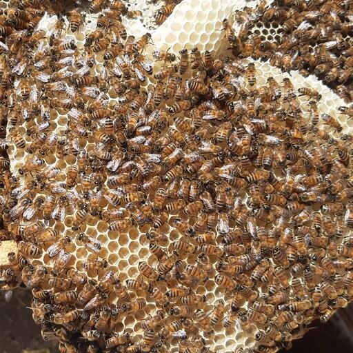 عسل طبیعی گون،عسل سپیددشت لرستان