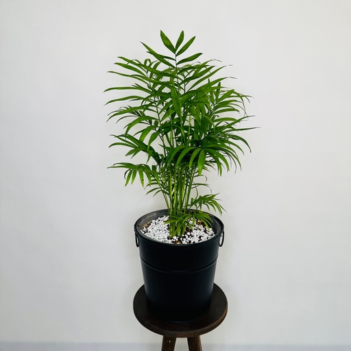 گیاه طبیعی نخل شامادورا بدون گلدان با کیفیت و ارتفاع 60 سانت 