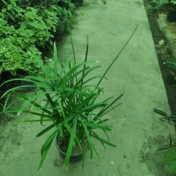 نخل مرداب گیاه آپارتمانی رطوبت دوست سایز کوچک مناسب برای نگهداری در خانه و گلخانه 