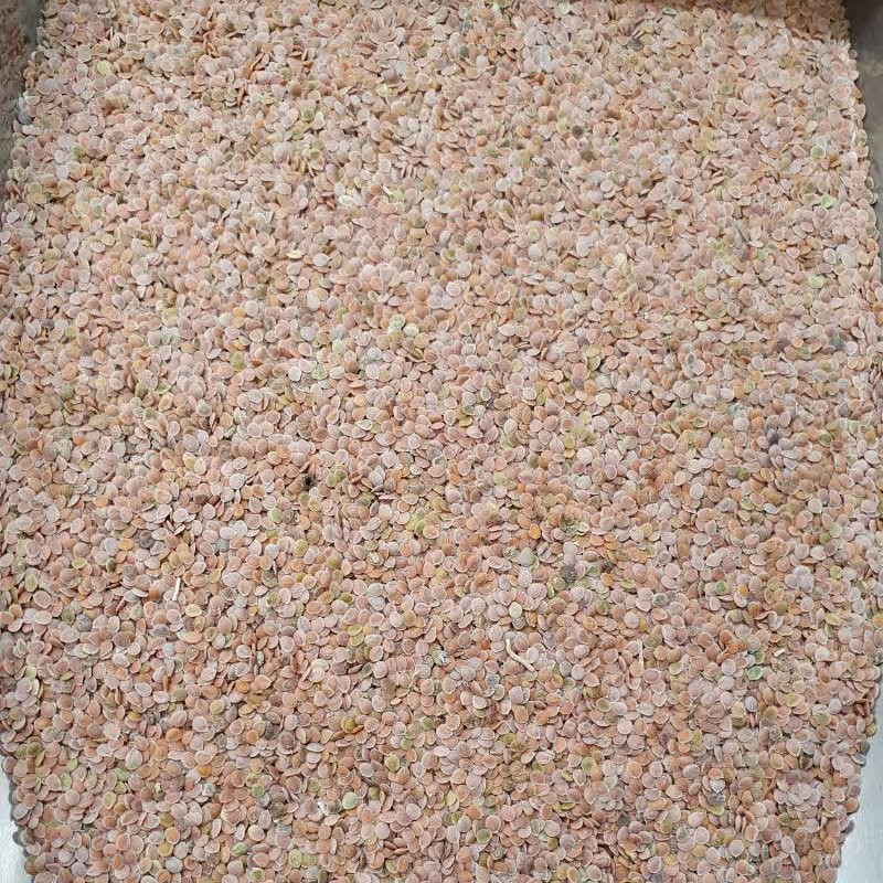 قدامه شیرازی (قدومه شیرازی) - 250 گرم