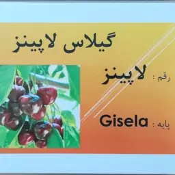 نهال گیلاس لاپینز گلدانی پایه gisela(ارسال با تیپاکس یا باربری  پسکرایه)