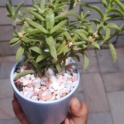 گیاه سیسوس گل سفید به همراه گلدان سرامیکی آبی سایز 8
