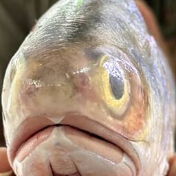 معرفی راشگو

ماهی راشگو جزو پرطرفدار ترین ماهیان جنوب است که در بین مردمان جنوب از محبوبیت بالایی برخوردار است این ماهی 