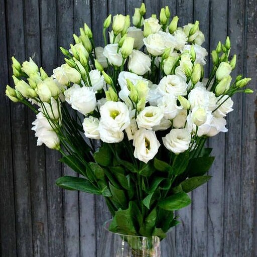 بذر گل لیسیانتوس سفید شاخه بریده هیبرید ژاپنی بسته 10 عددی
