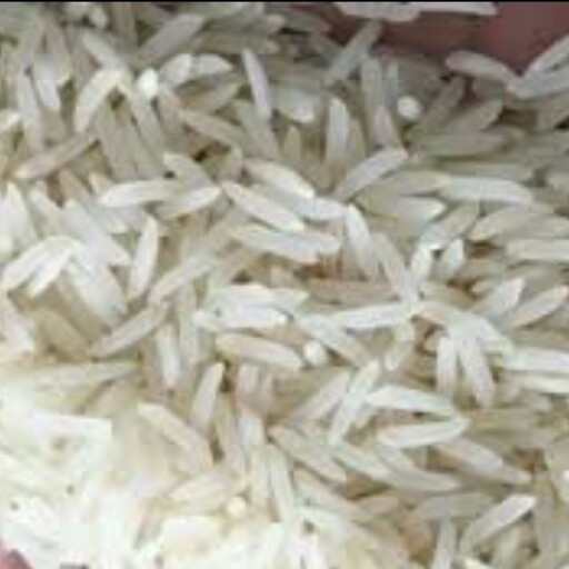 برنج  آستانه اشرفیه