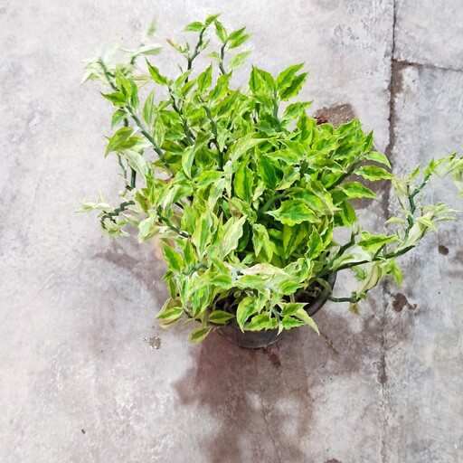 گیاه پدیلانتوس با ساقه زیگ زاگ بسیار زیبا و خاص و جذاب پک 3 عددی  سطل 3