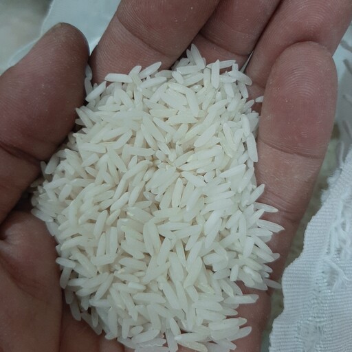 برنج ایرانی فریدونکنار