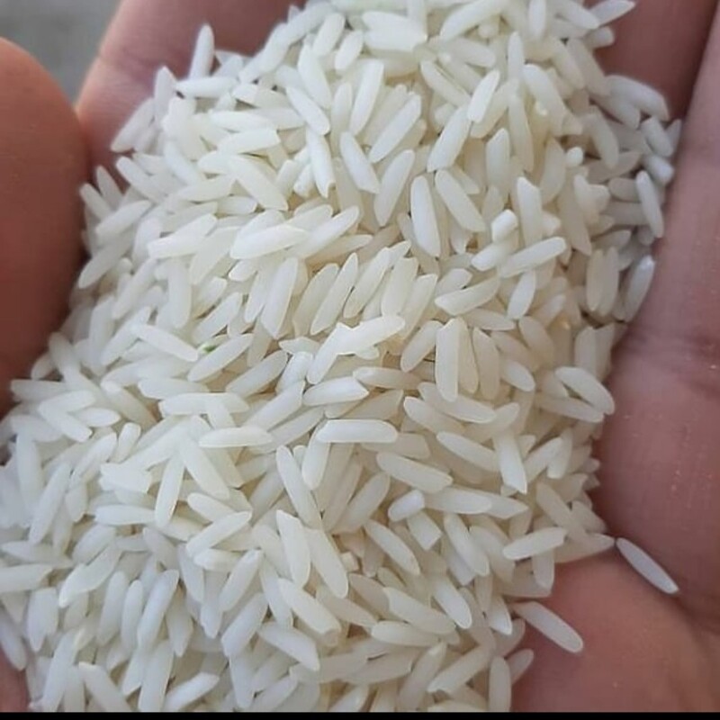 برنج هاشمی گیلان 50 کیلویی 1402     برنج هاشمی گیلان پنجاه کیلویی برنج گیلان برنج هاشمی درجه یک برنج عطری برنج طارم