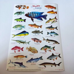 استیکر آموزشی ماهی به زبان فارسی و انگلیسی 24 تکه