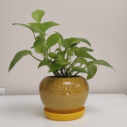 گیاه پتوس نئون در گلدان سرامیکی دهنه 10 سانت (ارسال رایگان به تهران  برای خرید بالای یک میلیون)