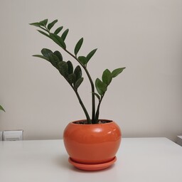 گیاه زاموفیلیا دورگه در یک گلدان سرامیکی لعابدار.هم سبز هم مشکی. (ارسال رایگان به تهران  برای خرید بالای یک میلیون)