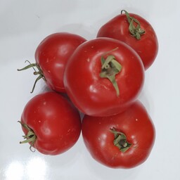 گوجه فرنگی یک کیلو گرم
