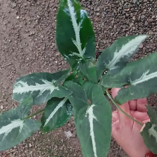 گل سینگینیوم ستاره ای  یا مخملی گلدان 8 دوبوته ارسال بصورت پس کرایه