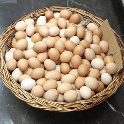 تخم مرغ  محلی گلپایگان