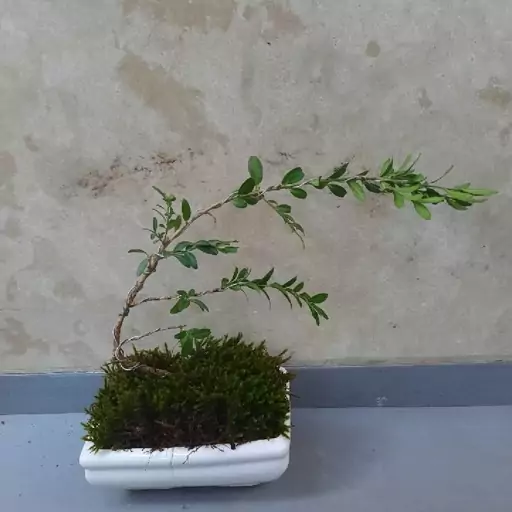 بن سای ( Buxus sempervirens) بنسای شمشاد هیرکانی (Buxus hyrcana) بونسای  