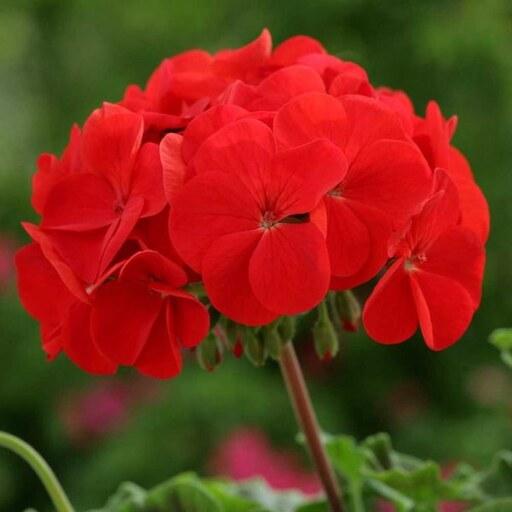 گل شمعدانی قرمز رنگ گلدان 8 قلم درشت