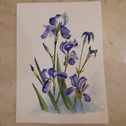 نقاشی آبرنگ طرح گل زنبق 