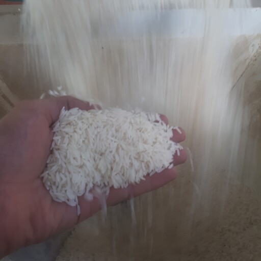 برنج طارم هاشمی معطر  فوق ممتاز  فریدونکنار  در بسته های 20 کیلوگرمی 
