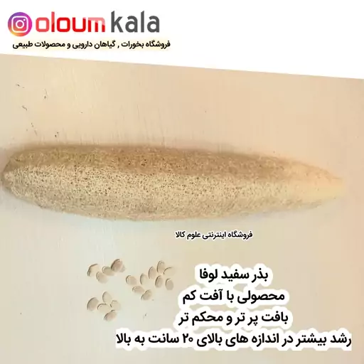 بذر سفید لوفا(100 عددی)لوفای درشت تر و محکم تر