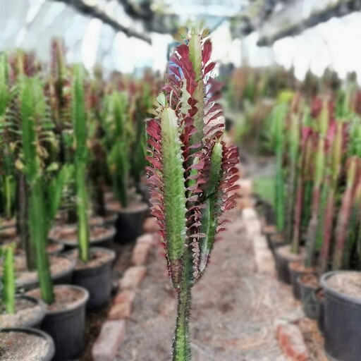 گیاه طبیعی، افوربیا تریگونا قرمز، قد گیاه با گلدان 1 متر و 20 سانتی متر