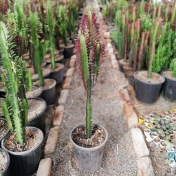 گیاه طبیعی، افوربیا تریگونا قرمز، قد گیاه با گلدان 1 متر و 20 سانتی متر