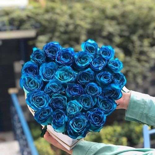 گل رز آبی نفتی a1134