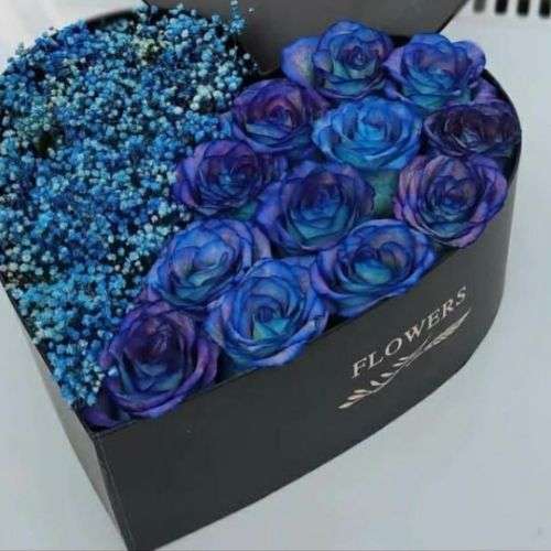گل رز آبی تیره a895