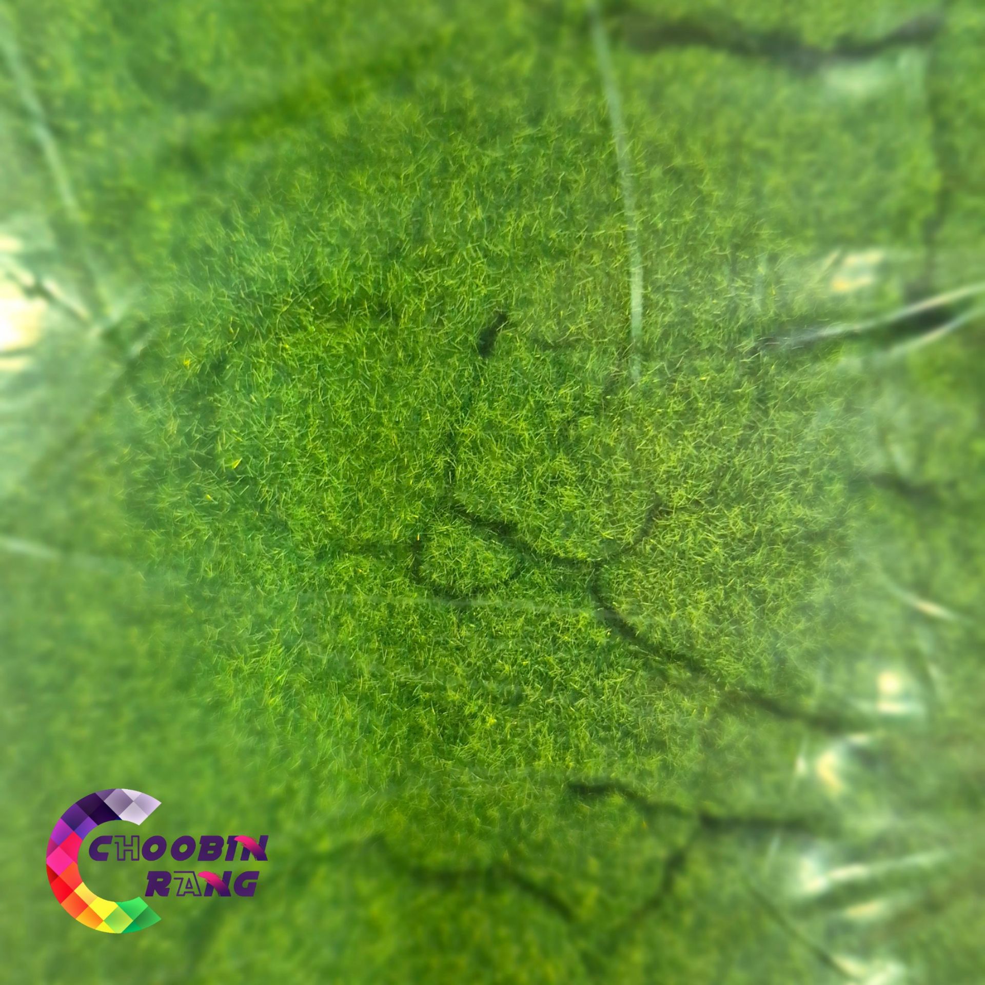 پودر مخمل سبز 250 گرمی