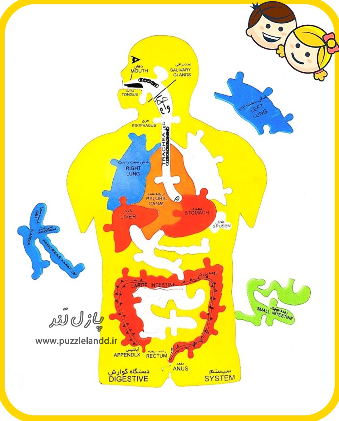 پازل فومی اعضای بدن