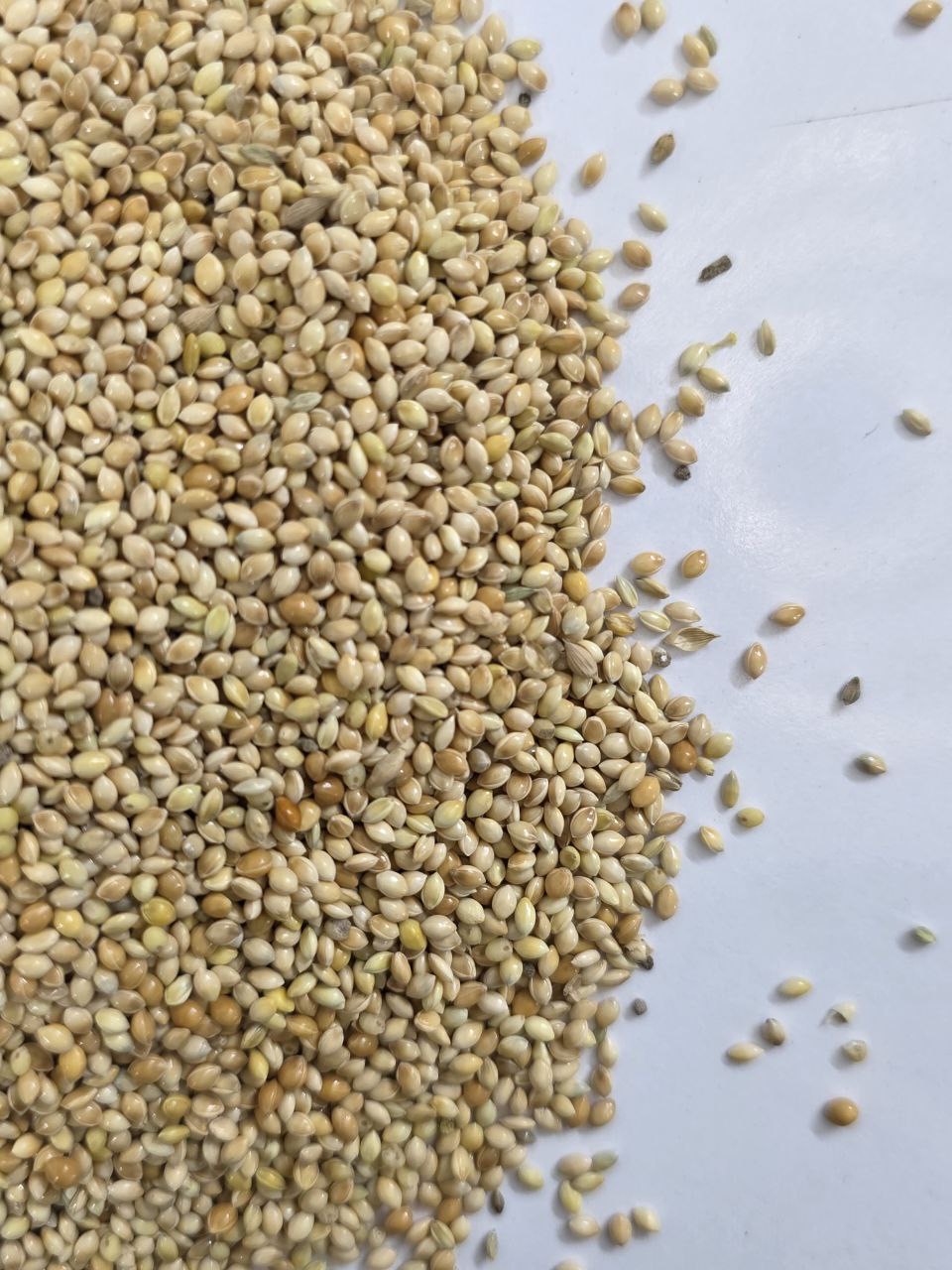 ارزن درشت یک کیلویی