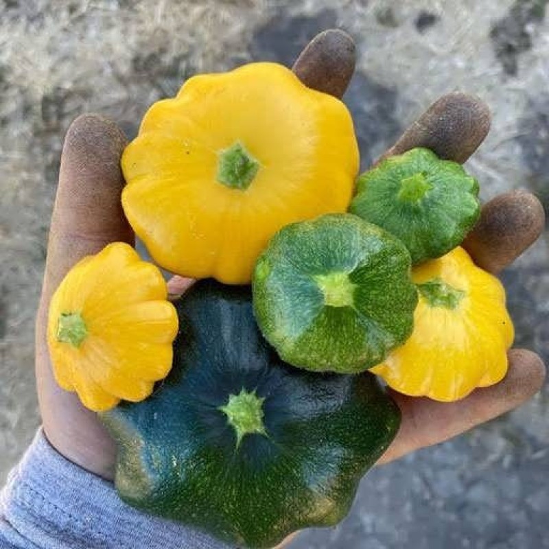 بذر کدو ستاره ای میکس 10 عددی
