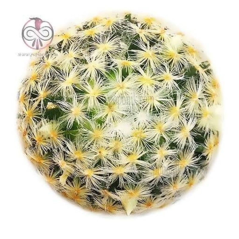 بذر کاکتوس مامیلاریا کامرینیا 10 عددی