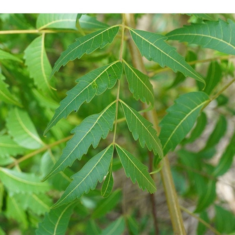 بذر چریش  5 عددی