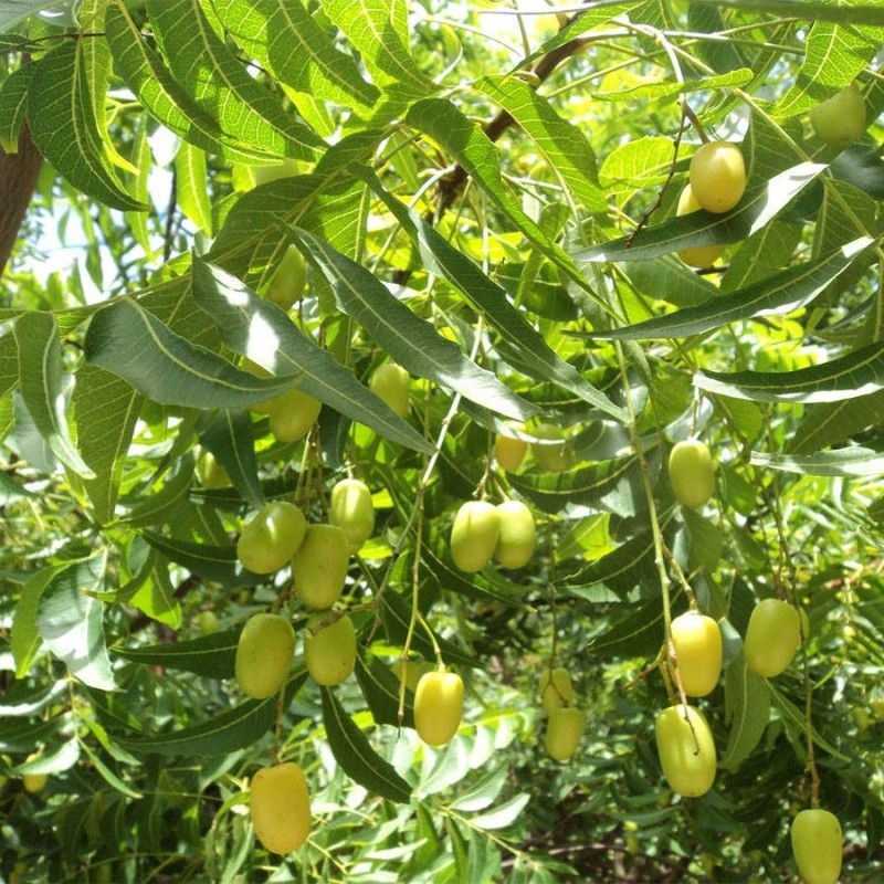 بذر چریش  5 عددی