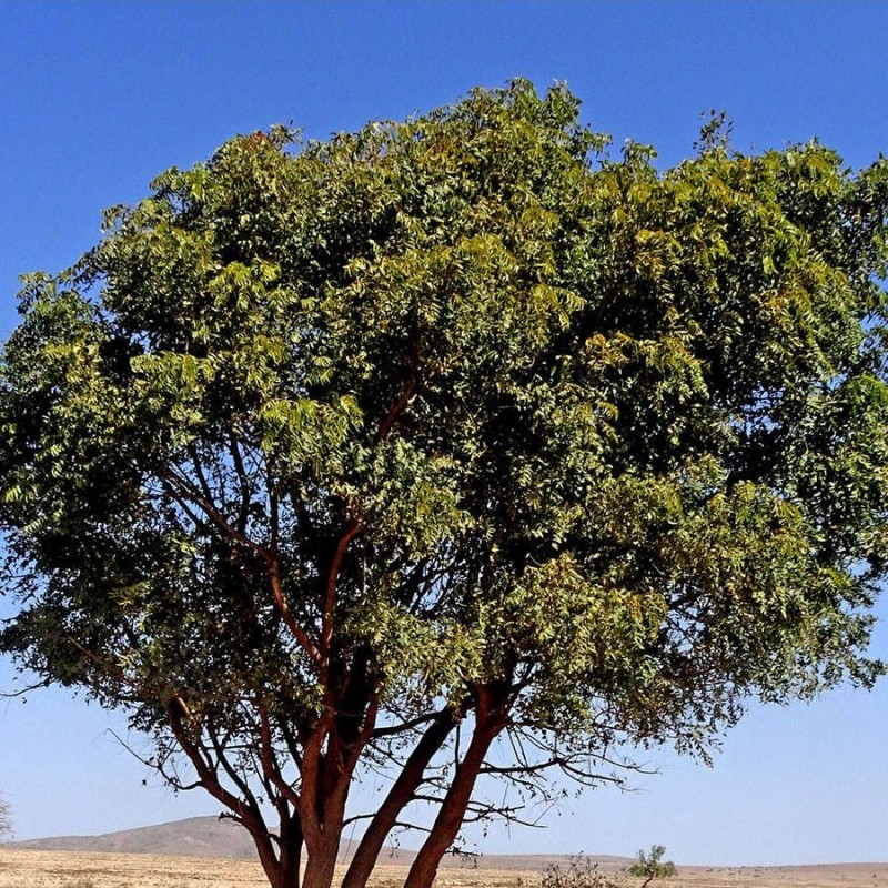 بذر چریش  5 عددی