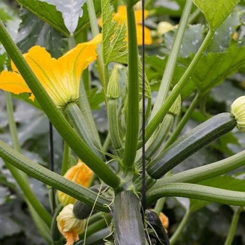 بذر کدو خورشتی سبز 5 عددی