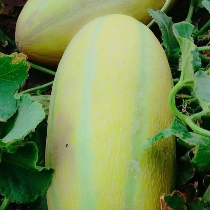 بذر خربزه خاتونی 1 گرمی