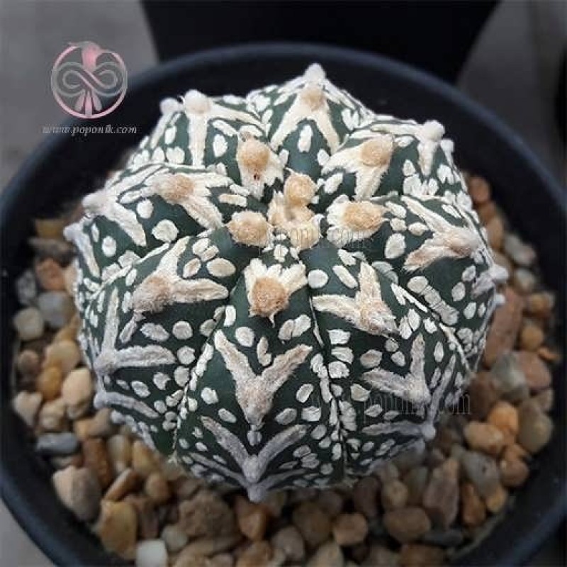 بذر کاکتوس آستروفیتوم استریاس وی تایپ 2 عددیکاکتوس آستروفیتوم استریاس وی تایپ بر خلاف کاکتوس آستروفیتوم استریاس عادی که