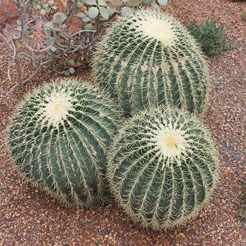 بذر کاکتوس اچینو گروزنی تیغ زرد 10 عددی