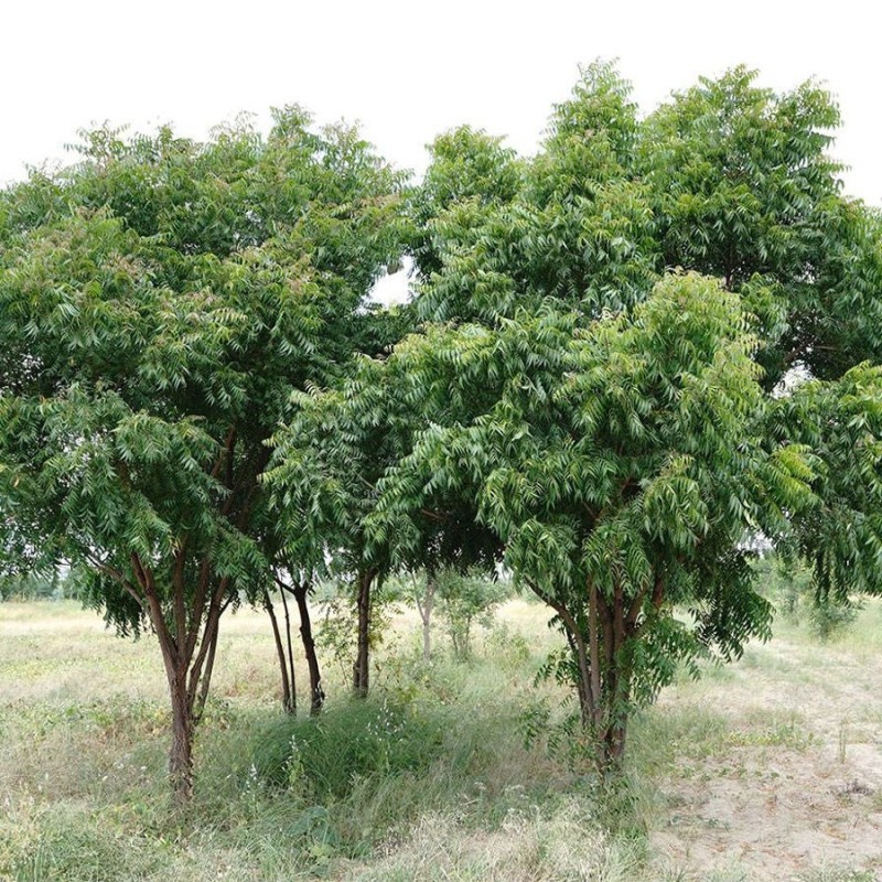 بذر چریش  5 عددی
