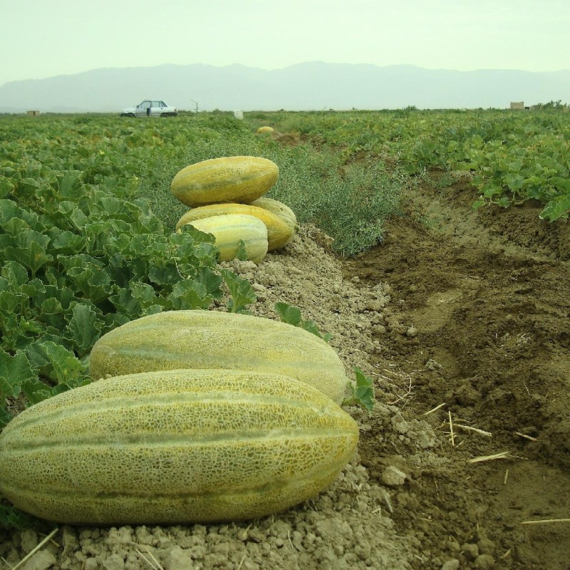 بذر خربزه خاتونی  1 گرمی