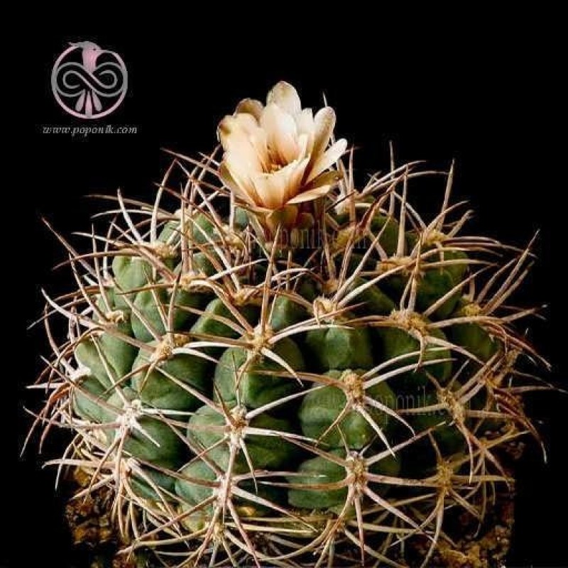 بذر کاکتوس ژمینو کالسیوم ساگلیونیس (بروچی) 10 عددی