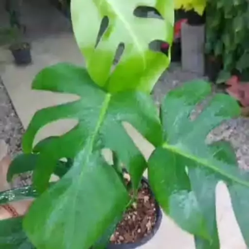 برگ انجیری   Monstera
بسیار باکیفیت و ریشه پُر
هزینه ارسال بصورت پس کرایه و بعهده مشتری می باشد
