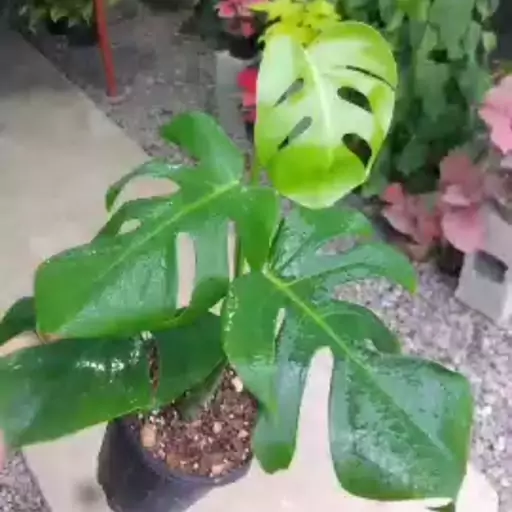 برگ انجیری   Monstera
بسیار باکیفیت و ریشه پُر
هزینه ارسال بصورت پس کرایه و بعهده مشتری می باشد
