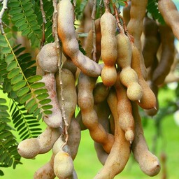 نهال تمر هندی   Tamarind
هزینه ارسال بصورت پس کرایه و بعهده مشتری می باشد