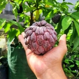 نهال شوگر اپل قرمز ویتنام  Sugar apple red   هزینه ارسال بصورت پس کرایه و بعهده مشتری می باشد
